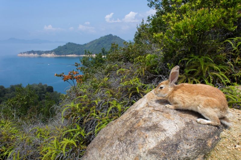 quá khứ u tối của đảo thỏ okunoshima quá khứ u tối của đảo thỏ okunoshima
